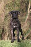 CANE CORSO 1434
